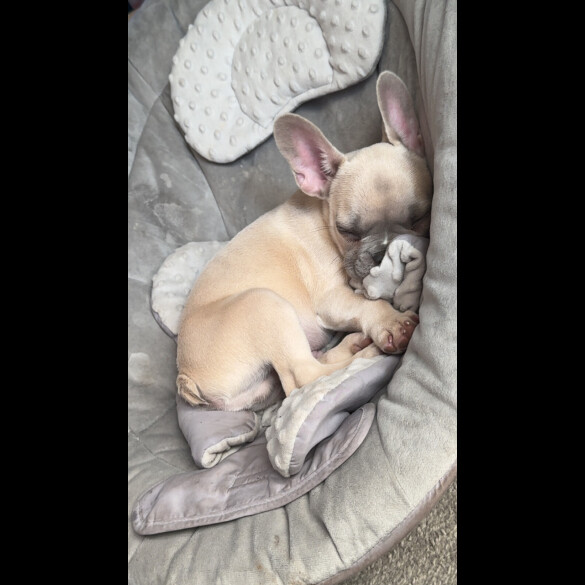 French Bulldog - Both