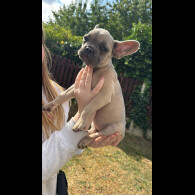 French Bulldog - Both