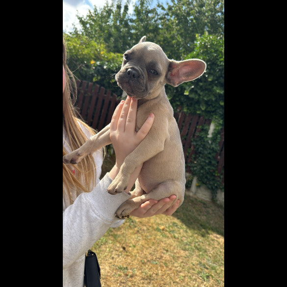French Bulldog - Both