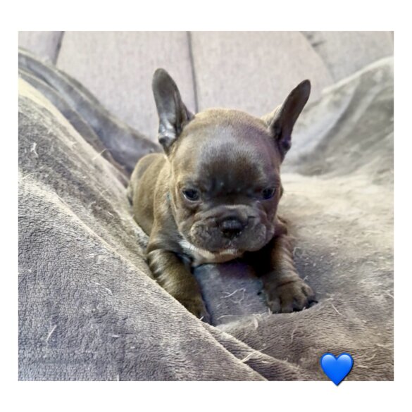 French Bulldog - Both