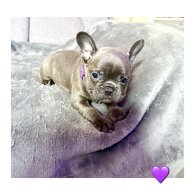 French Bulldog - Both