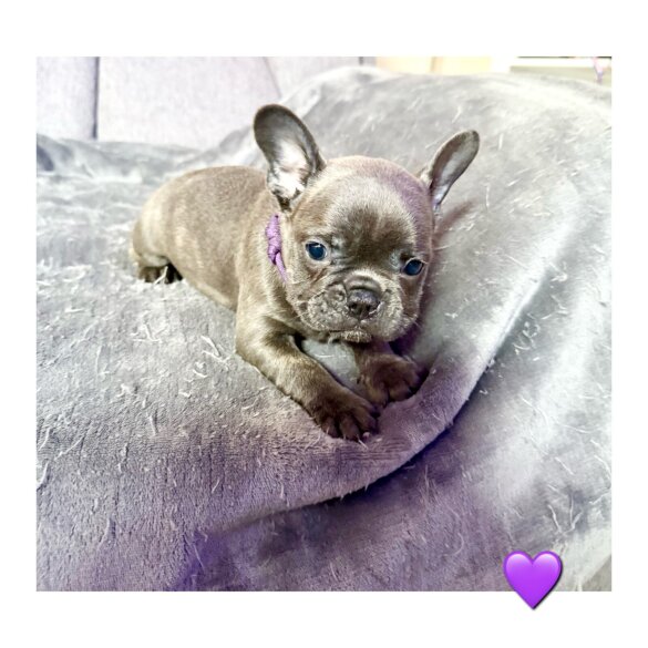 French Bulldog - Both