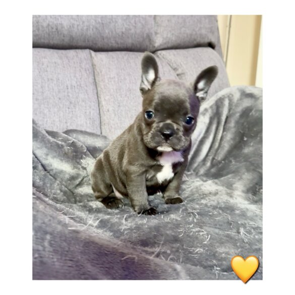 French Bulldog - Both