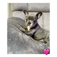 French Bulldog - Both