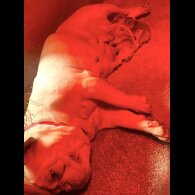 French Bulldog - Both