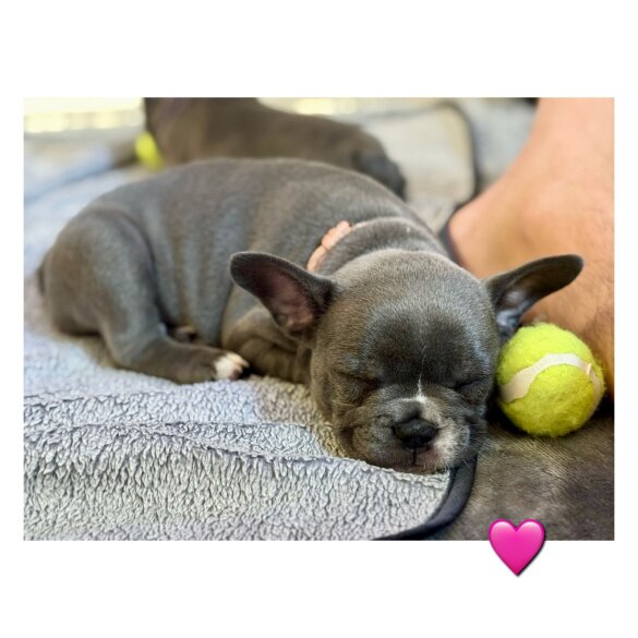 French Bulldog - Both