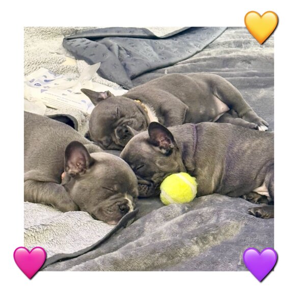 French Bulldog - Both