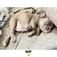 French Bulldog - Both