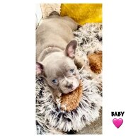 French Bulldog - Both