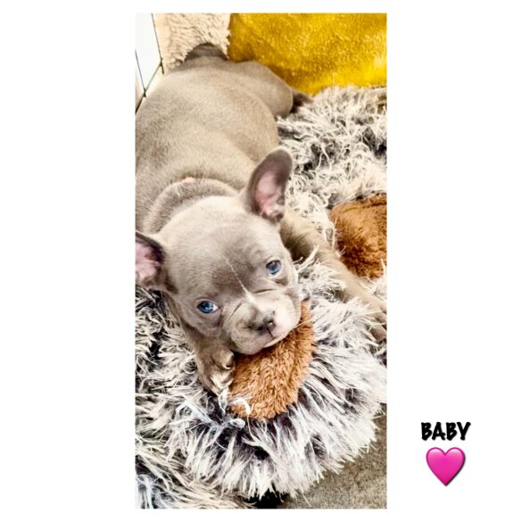 French Bulldog - Both
