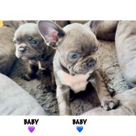 French Bulldog - Both