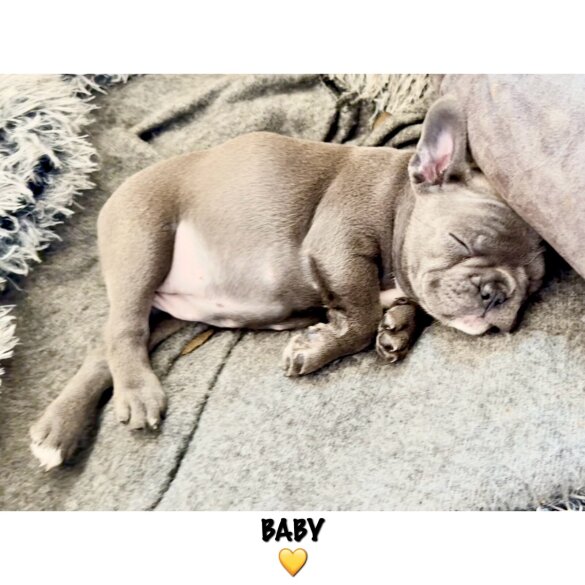 French Bulldog - Both
