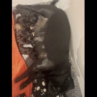 French Bulldog - Both