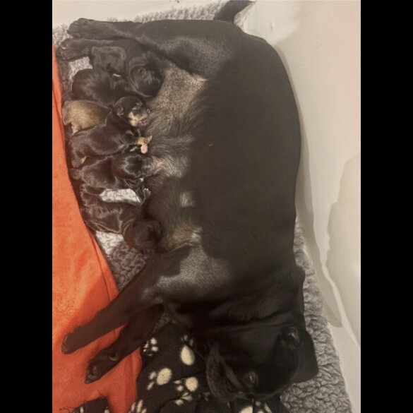 French Bulldog - Both