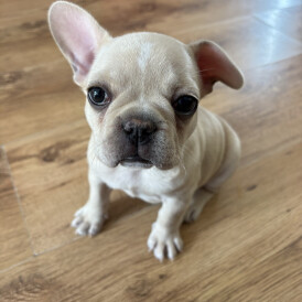 French Bulldog - Both