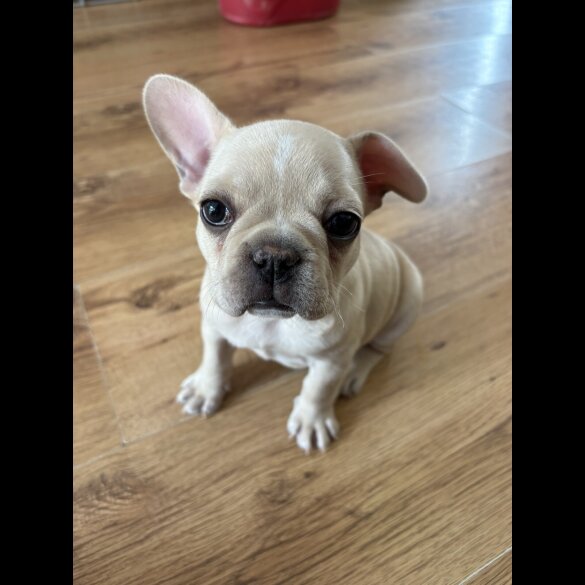 French Bulldog - Both