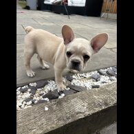 French Bulldog - Both