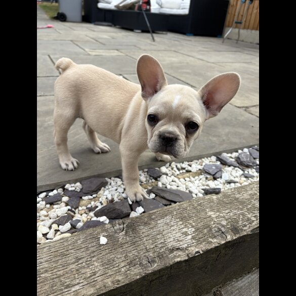 French Bulldog - Both