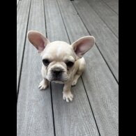 French Bulldog - Both