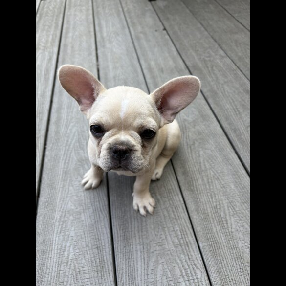 French Bulldog - Both