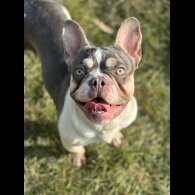 French Bulldog - Bitches