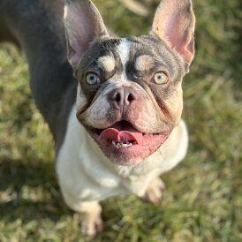 French Bulldog - Bitches
