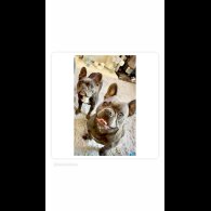French Bulldog - Both