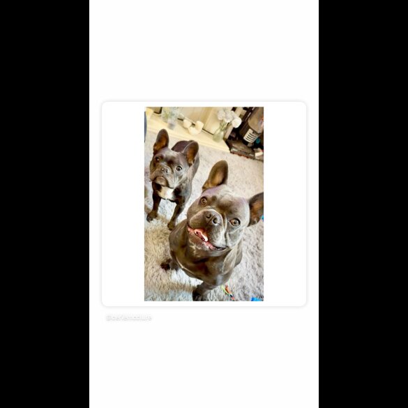 French Bulldog - Both