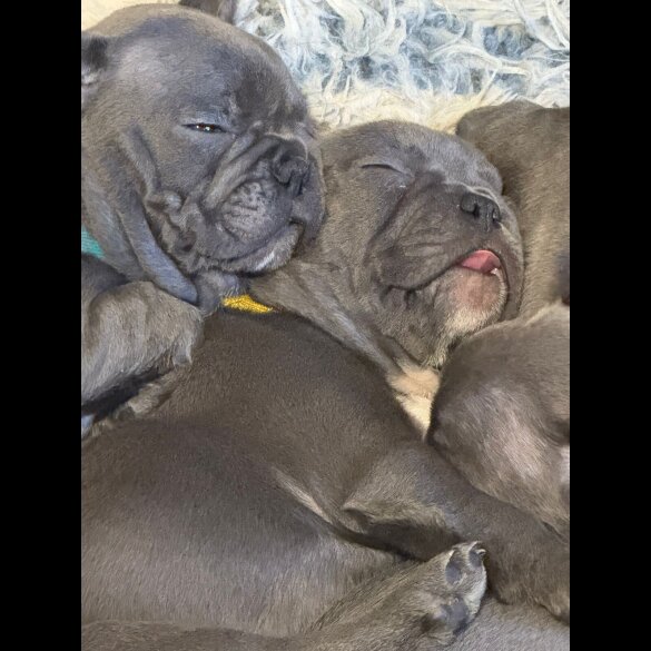 French Bulldog - Both