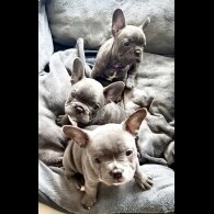 French Bulldog - Both