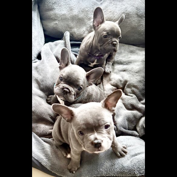 French Bulldog - Both