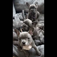 French Bulldog - Both