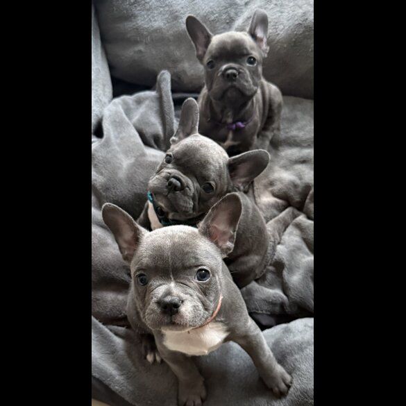 French Bulldog - Both