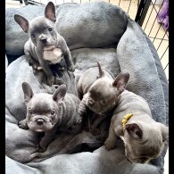 French Bulldog - Both