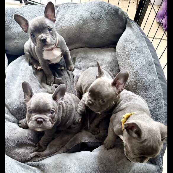 French Bulldog - Both
