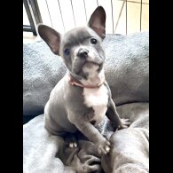 French Bulldog - Both