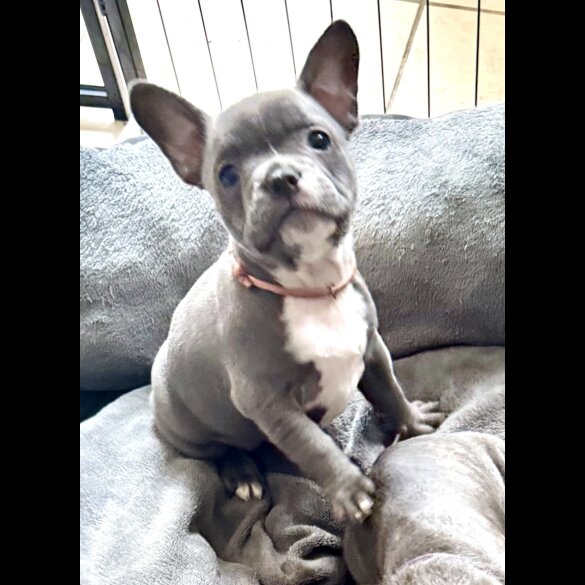 French Bulldog - Both