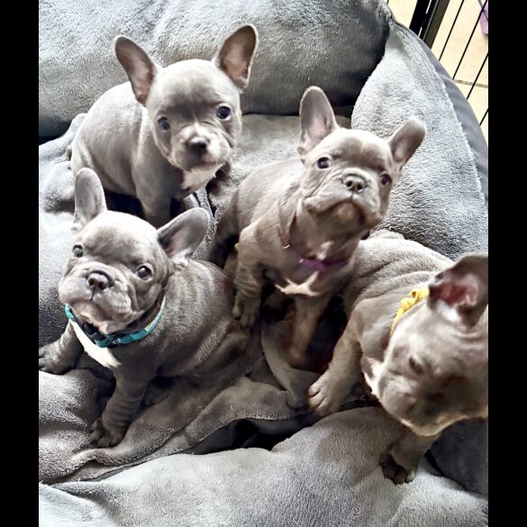 French Bulldog - Both