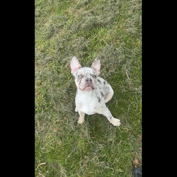 French Bulldog