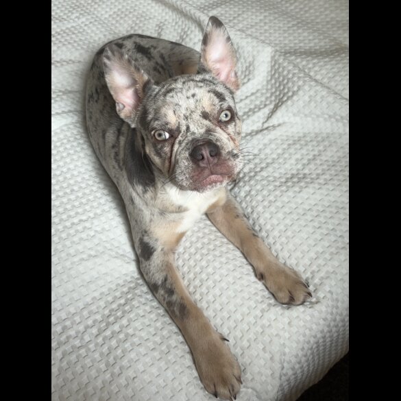 French Bulldog