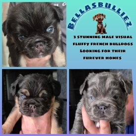 French Bulldog - Both