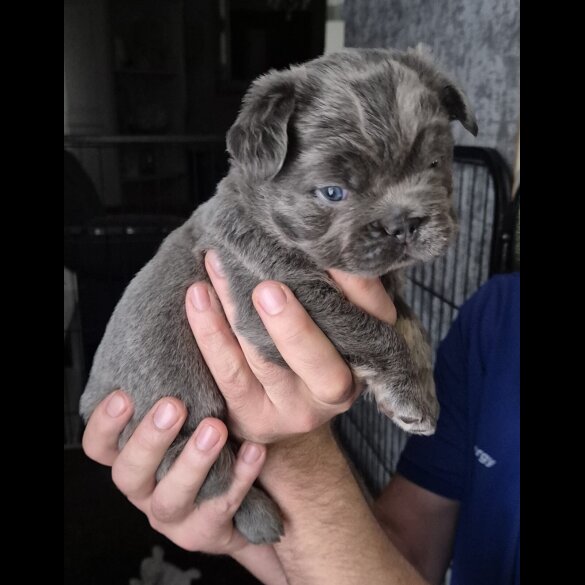 French Bulldog - Both