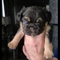 French Bulldog - Both