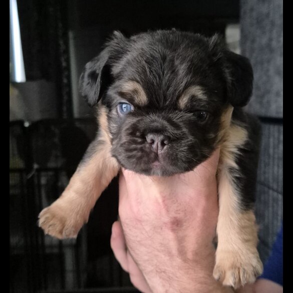 French Bulldog - Both