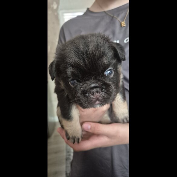 French Bulldog - Both
