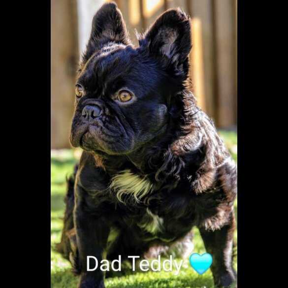 French Bulldog - Both