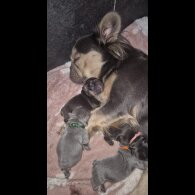 French Bulldog - Both