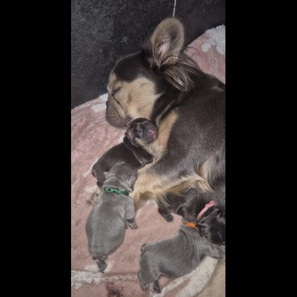 French Bulldog - Both