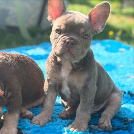 French Bulldog - Both