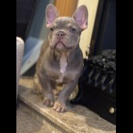 French Bulldog - Both